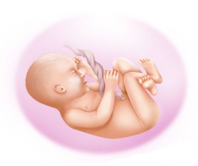 29. sedmica trudnoće 29