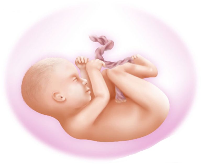 31. sedmica trudnoće 31